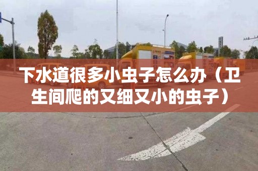 下水道很多小蟲子怎么辦（衛生間爬的又細又小的蟲子）