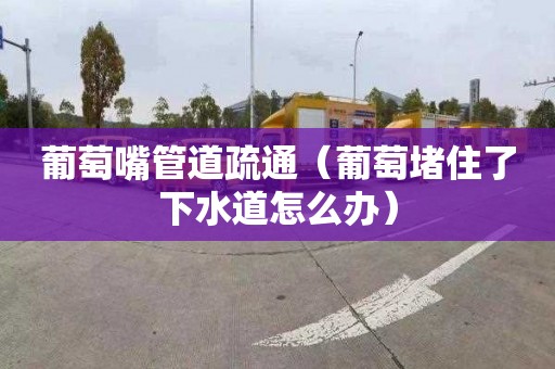 葡萄嘴管道疏通（葡萄堵住了下水道怎么辦）